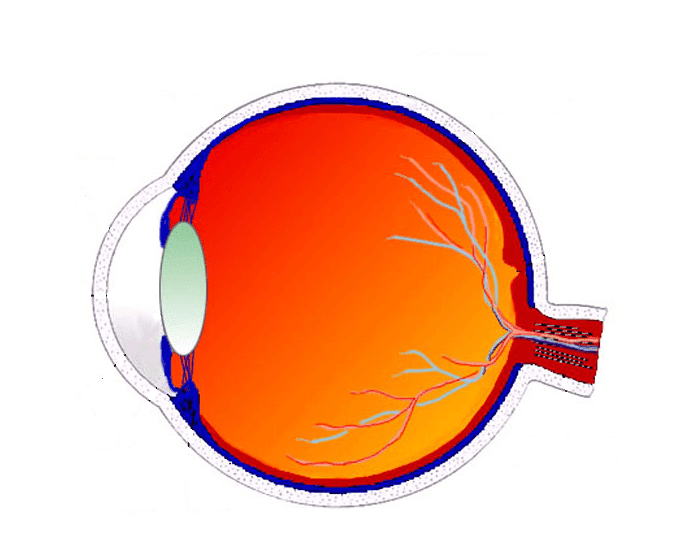 Рисунок роговицы глаза