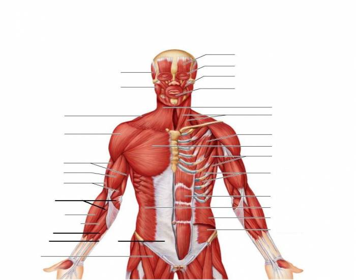 Анатомия 16. Возрастная анатомия и физиология мышечной системы человека. Muscles of the Upper body. Anterior. Anterior muscle.