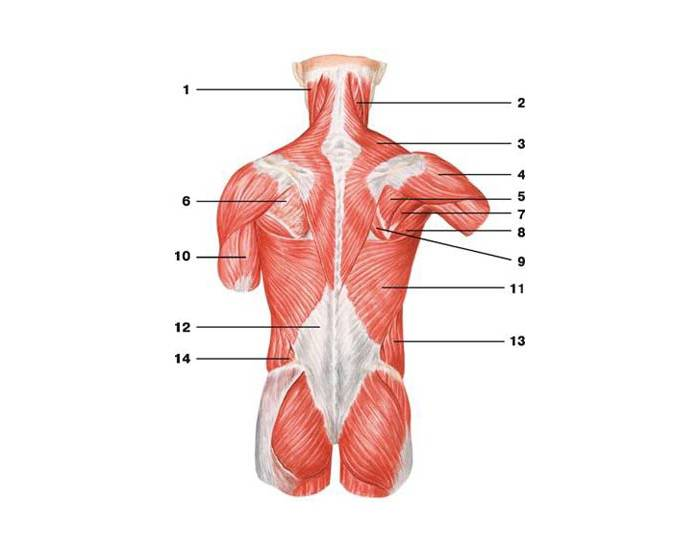 Мышцы спины человека в картинках с названиями и описанием женские
