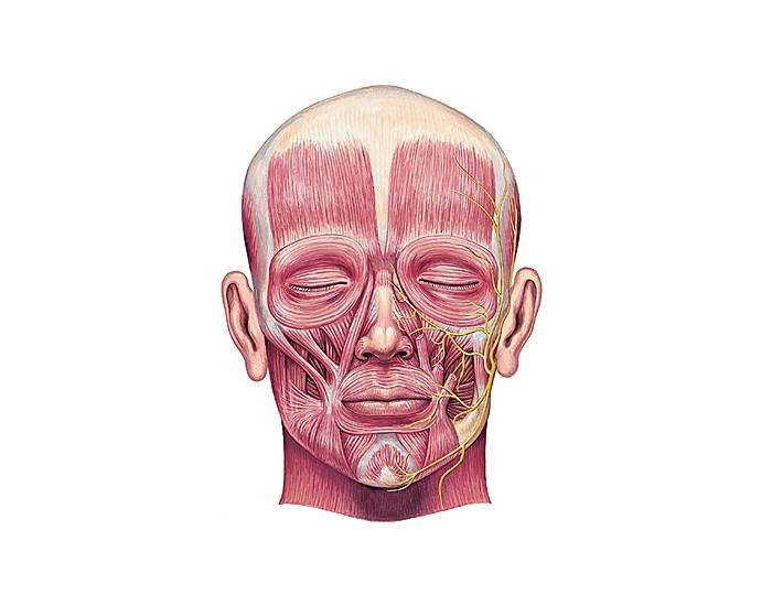 Рисунок анатомия мышцы головы