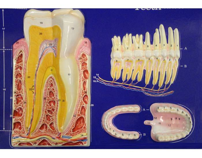 Tooth anatomy. Models Teeth Anatomy. Teeth model schematic.