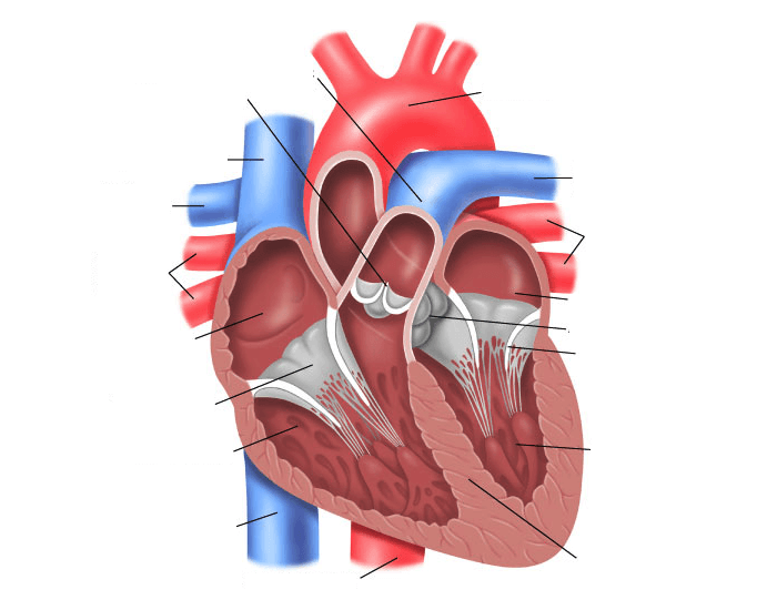 Камеры сердца схема