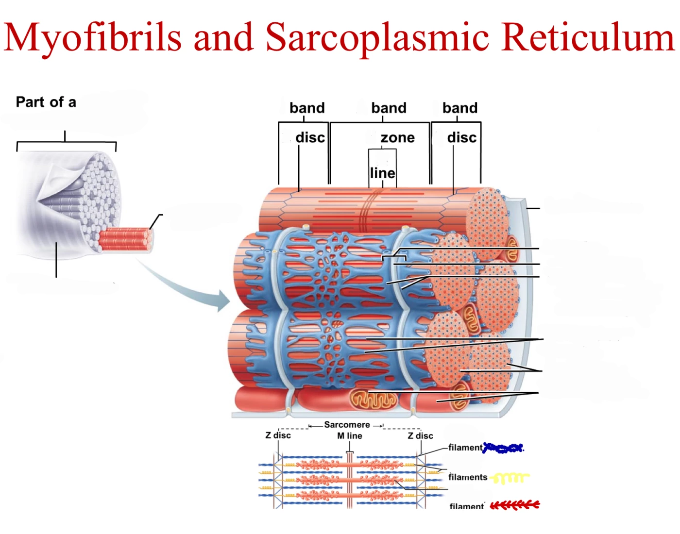 Sacroplastic Reticulum Myofibrils and sarcoplasmic reticulum Quiz