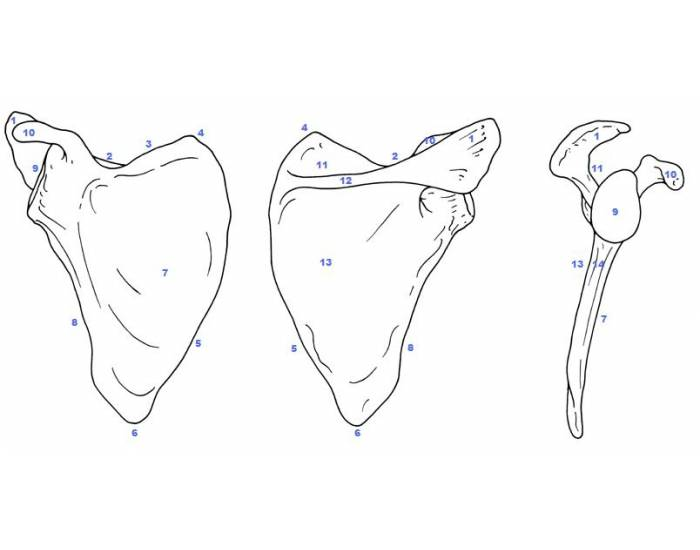 Лопатка анатомия. Лопатка scapula. Лопаточная кость анатомия. Scapula анатомия. Клиновидный отросток лопатки.