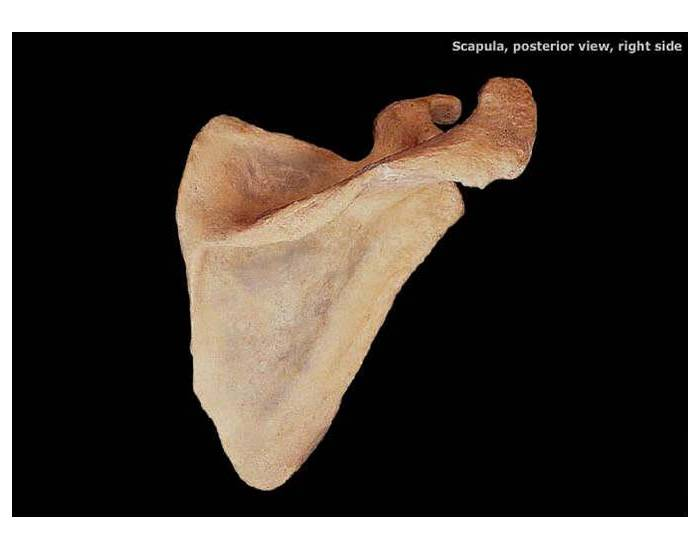 Лопатка фото кости Лопатка фото кости