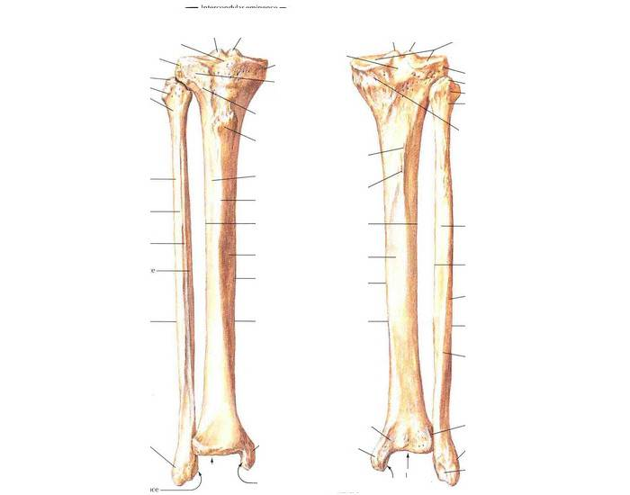 Малоберцовая кость скелет. Tibia et Fibula. Fibula анатомия. Fibula латынь. Малая берцовая кость анатомия.