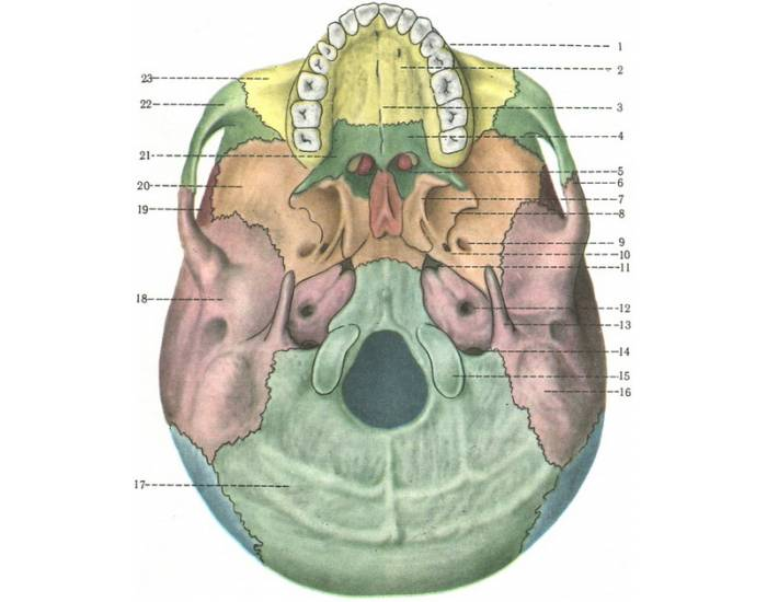 Основание черепа где. Наружное основание черепа (basis cranii externa). Наружное основание черепа анатомия. Наружное основание черепа Синельников. Топография основания черепа.