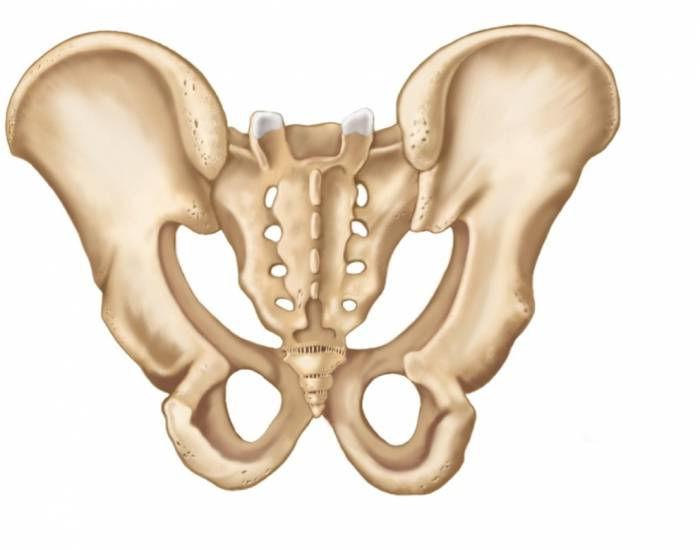 Тазовая кость. Тазовая кость сзади. Pelvis анатомия. Тазовая кость форма кости. Кости таза сзади анатомия.