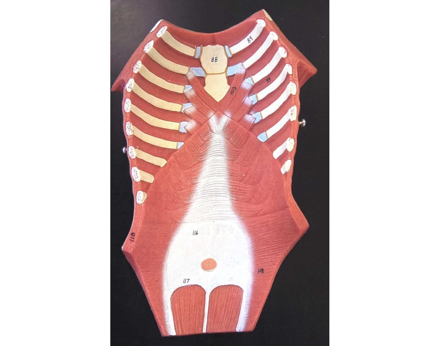 Muscles Not Labelled Muscles of the trunk/ abdomen Quiz