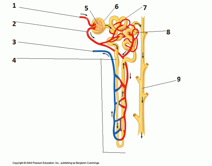 Строение нефрона рисунок с подписями 8 класс