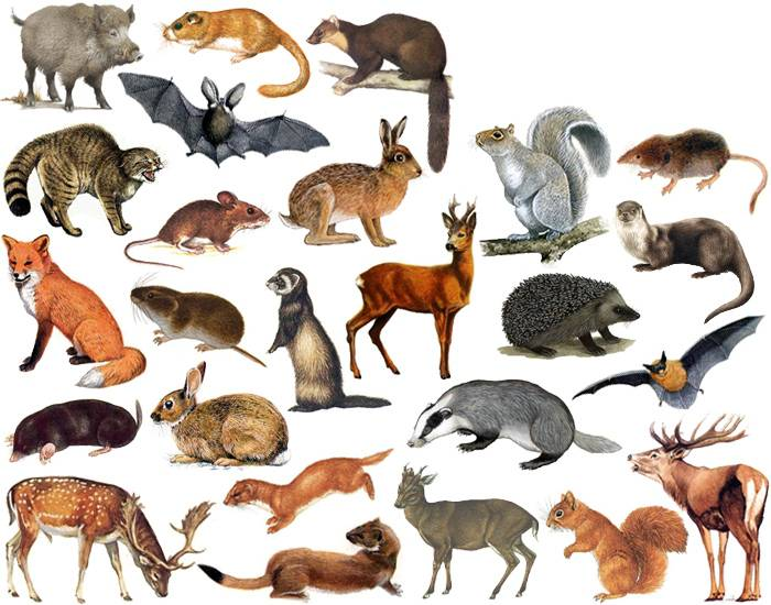 Mammals