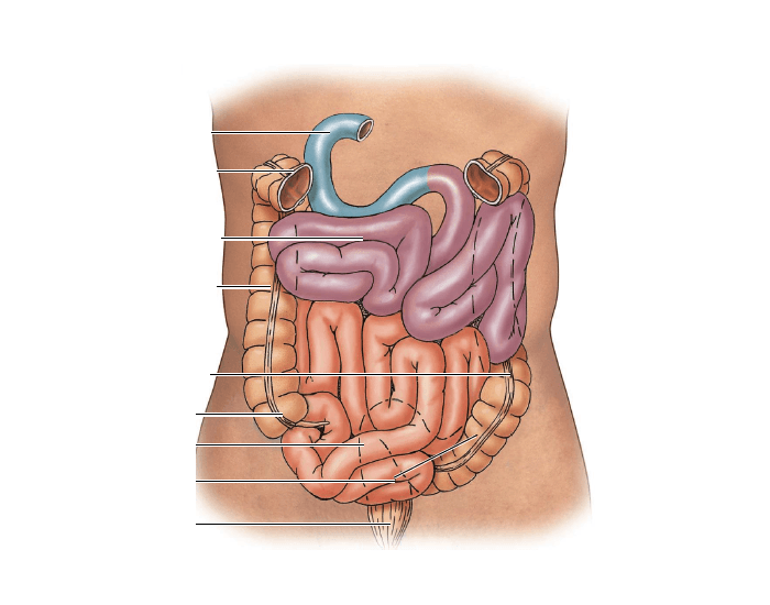 Кишечник на рисунке
