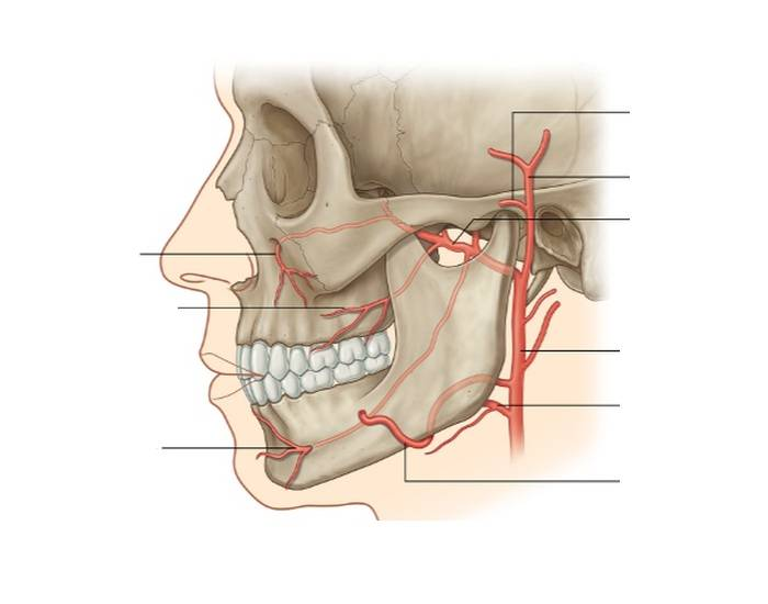 Arteria maxillaris схема