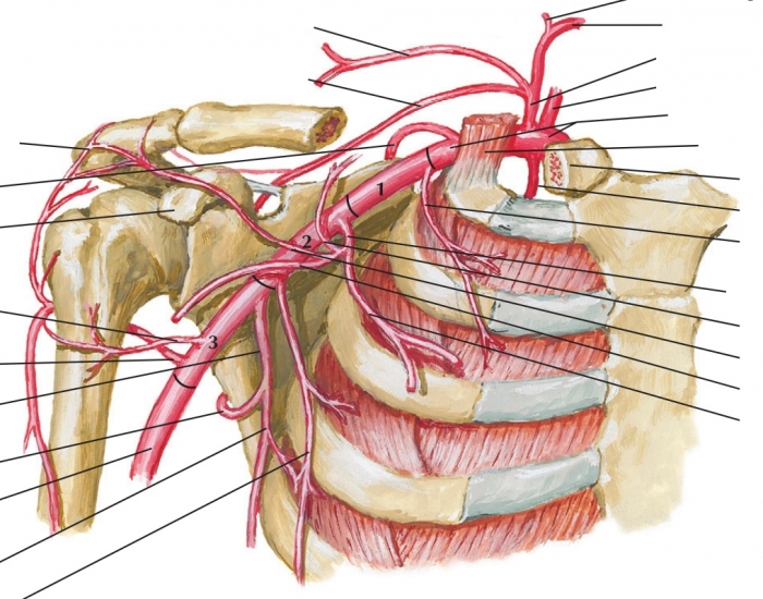 Подключичная артерия топография