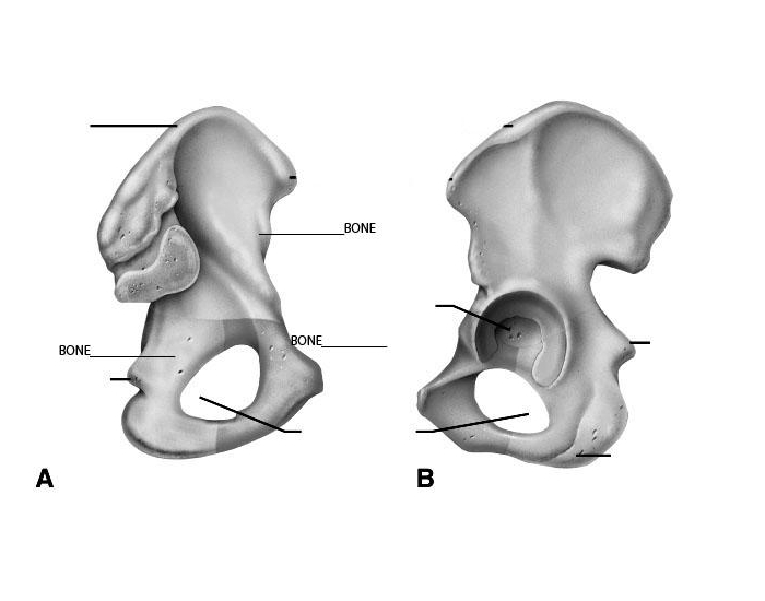 Bone had. Coxal.