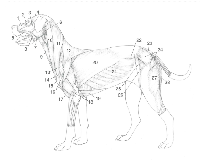 Мышцы собаки анатомия в картинках