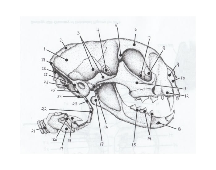Череп кошки схема