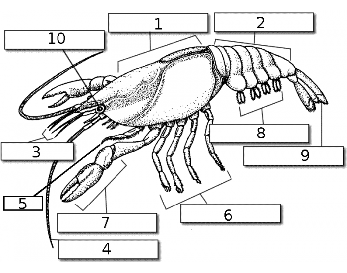 Рисунок ракообразных с подписанными частями тела