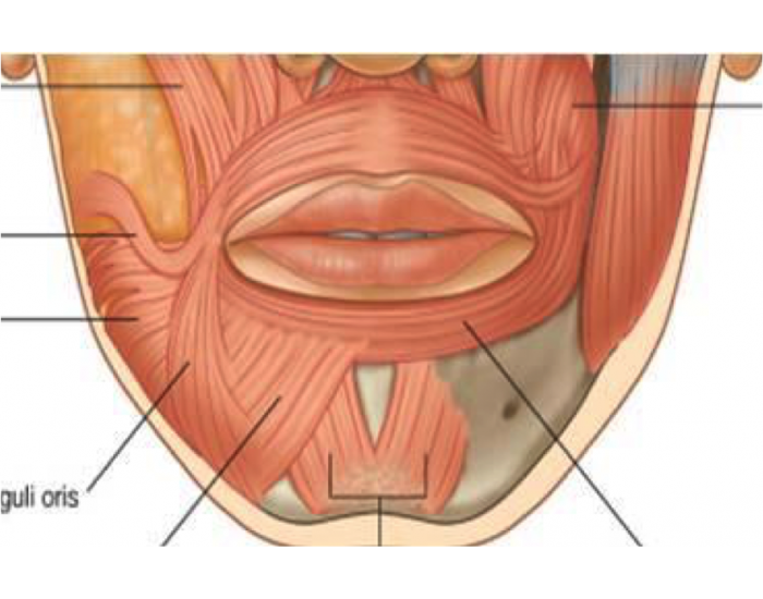 Губы мышцы рта. Круговая мышца рта строение.