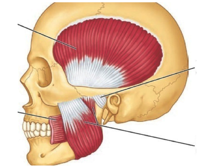 Жевательная мышца картинка