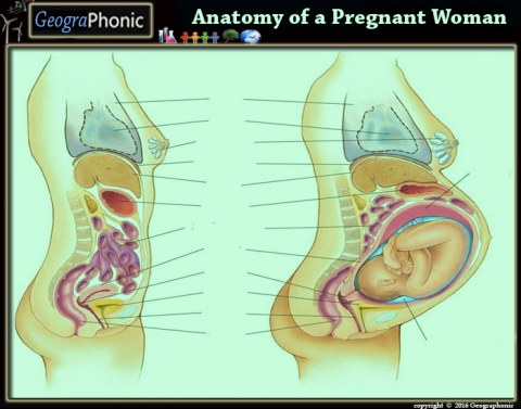 Как смещаются органы во время беременности. Расположение органов у беременной женщины. Расположение внутренних органов у беременной женщины. Внутренние органы при беременности. Строение органов при беременности.