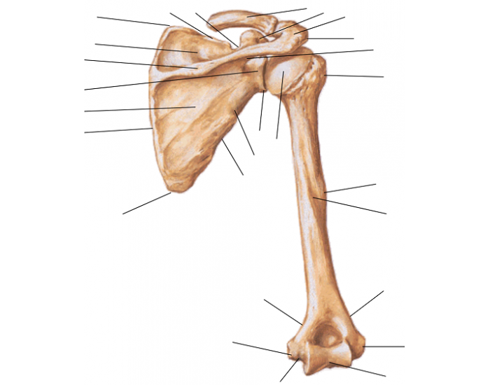 Гребне плечевой кости. Humerus. Криста туберкули Минорис. Crista tuberculi Minoris плечевой кости. Tuberculum majus Humeri.