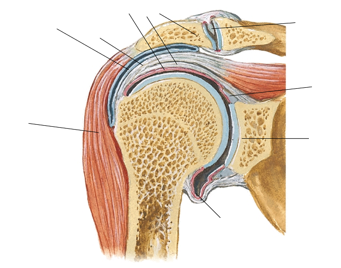 Суставная капсула. Синовиальные завороты плечевого сустава. Завороты плечевого сустава анатомия. Поддельтовидная синовиальная сумка. Подмышечный заворот плечевого сустава.