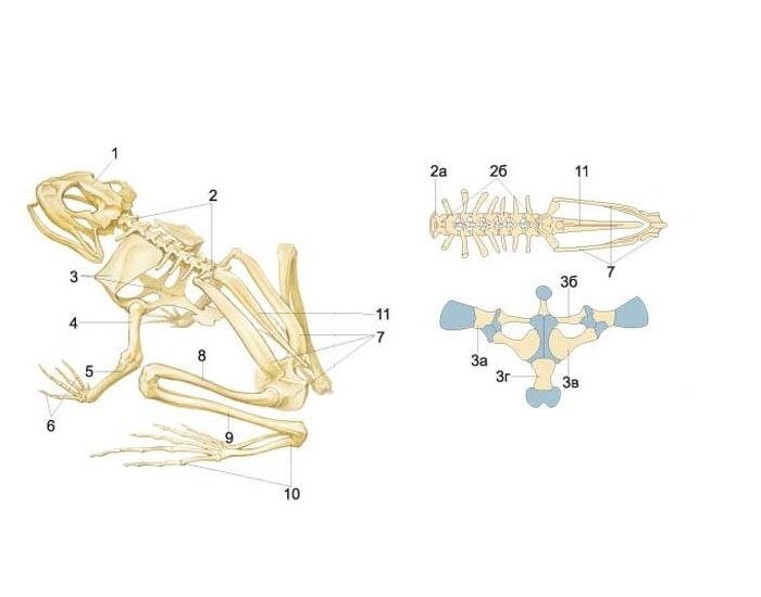 Скелет лягушки фото