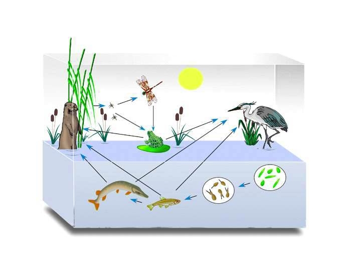 Схема круговорота веществ в сообществе водоема