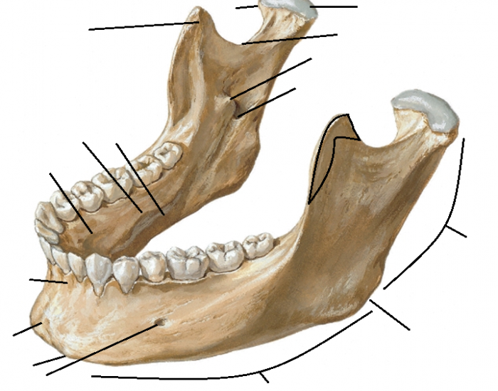 Нижняя челюсть анатомия фото