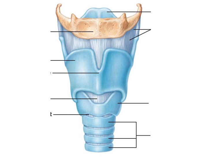 Рисунок гортани человека