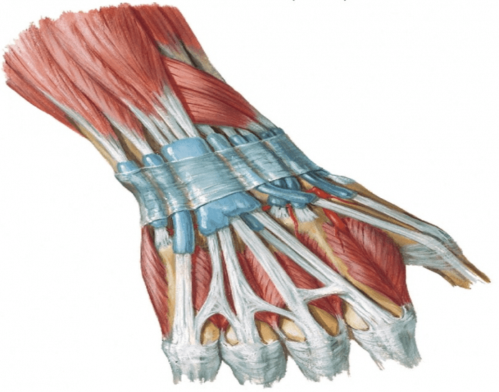 Extensor tendon of the forearm