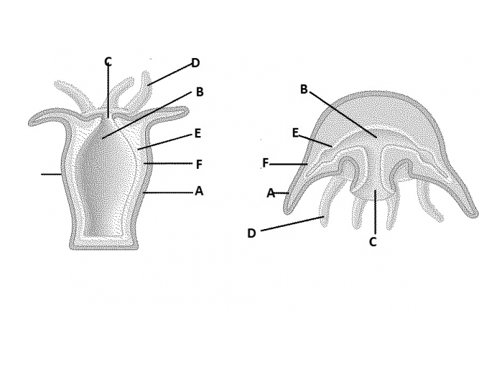 Подпишите обозначенные на рисунке части тела полипа и медузы