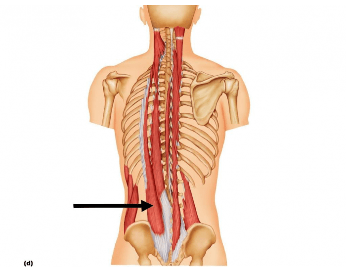 Erector Spinae Ligamentum