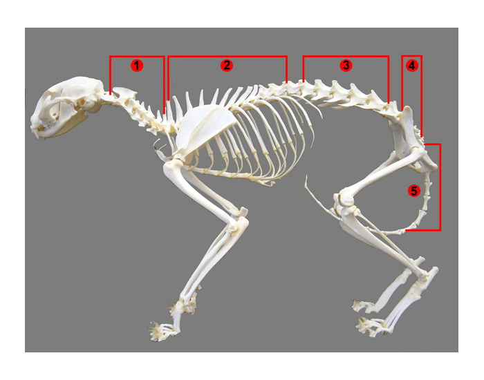 Деление скелета на отделы. Скелет кошки позвонки. Строение кошки анатомия скелет. Скелет кошки Грудина. Скелет кошки грудная клетка.