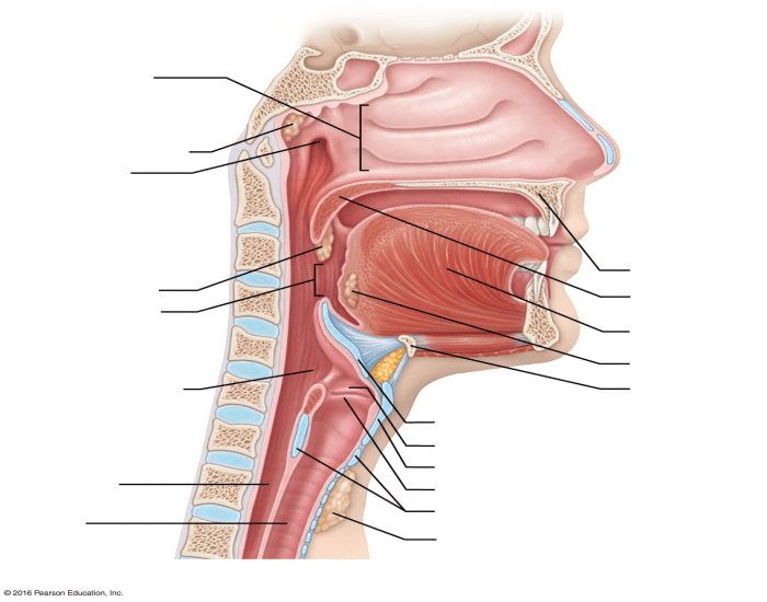 Парней трахею. Larynx латынь. Трахея топографическая анатомия. Анатомия трахеи и пищевода.