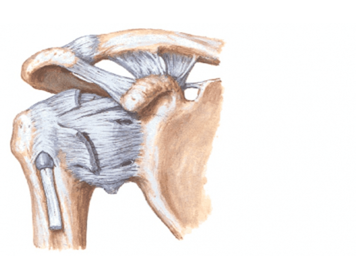 Связки акромиально-ключичного сустава (Art. Acromioclavicularis):. Acromioclavicular Joint. Ключично-акромиальное сочленение анатомия.