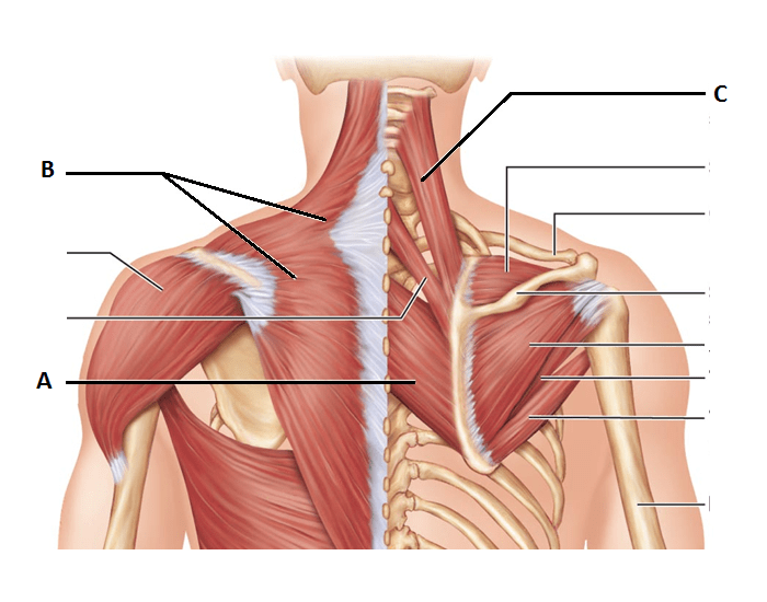 Мышца под лопаткой. Мышцы шейно-воротниковой зоны анатомия. Мышцы воротниковой зоны анатомия. Трапециевидная мышца шеи анатомия. Мышцы лопатки.