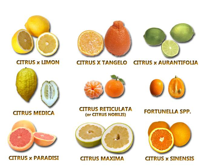 Описание вкуса фруктов. Гибриды цитрусовых таблица. Перечень цитрусовых плодов. Название цитрусовых фруктов. Название цитрусовых фруктов с картинками.