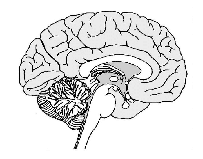 Рисунок головного мозга