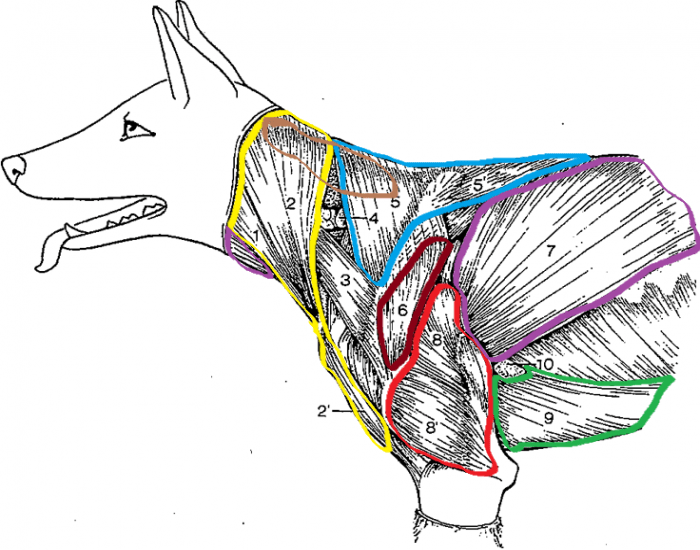 Мышцы собаки. Ромбовидная мышца собаки. Трапециевидная мышца собаки. Мышцы морды собаки. Жевательные мышцы собаки.