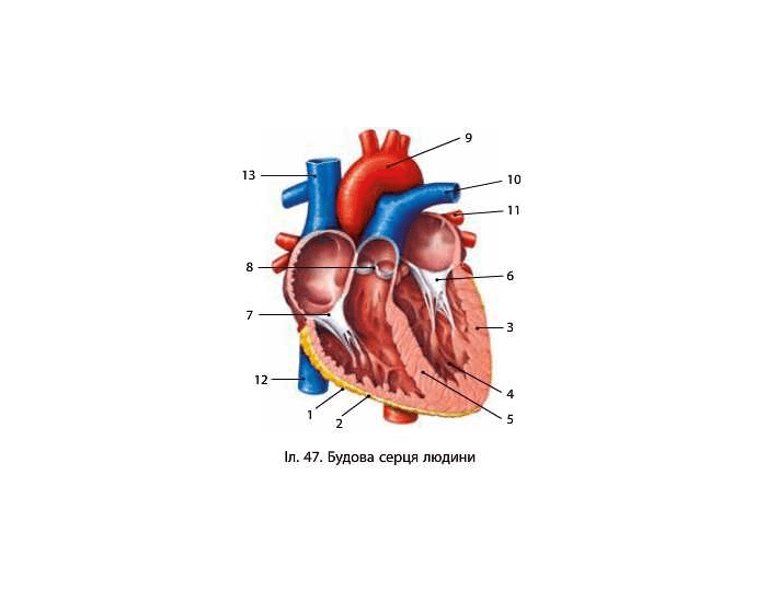 Обозначьте рисунок строение сердца. Строение сердца 12 цифр. Сердце человека анатомия без подписей. Строение сердца с цифрами. Строение сердца человека без обозначений.