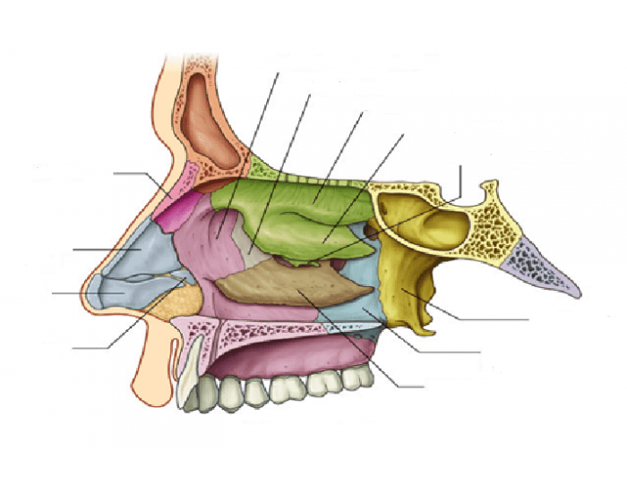 Без полости. Хоана носа анатомия. Полость носа строение кости. Cavum nasi анатомия. Латеральная стенка носа анатомия.