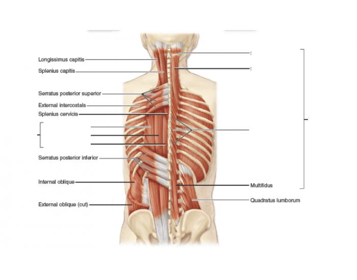 Multifidus muscle анатомия