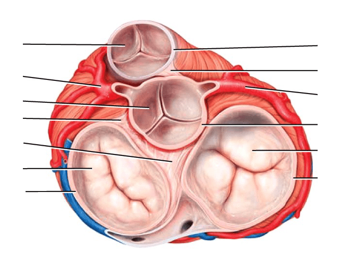Рисунок клапаны сердца анатомия