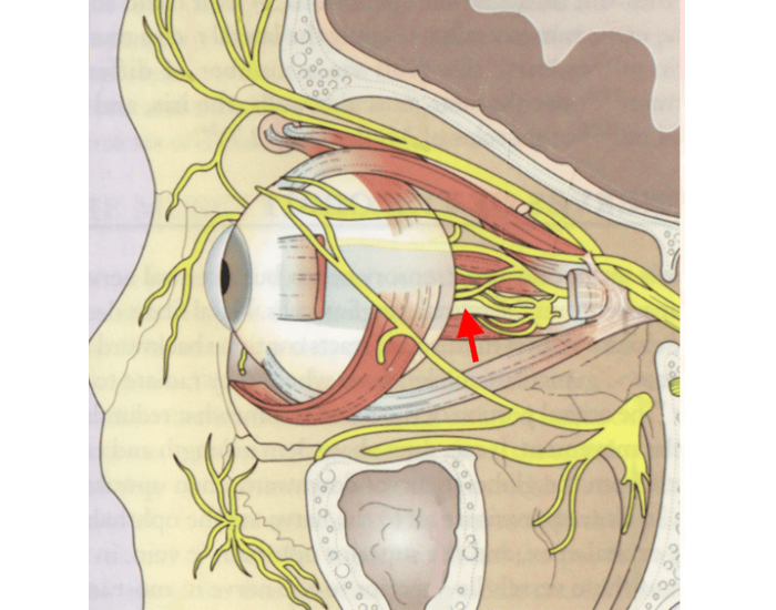 Глазодвигательный нерв картинка