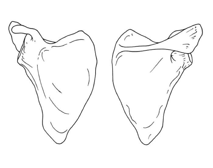 Лопатки рисунок анатомия