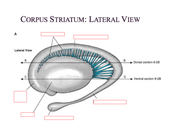 Полосатое тело мозга. Corpus striatum. Стриатум полосатое тело. Гиппокамп полосатое тело. Полосатое тело состоит из.