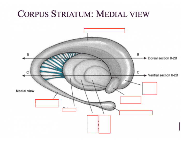 Полосатое тело мозга. Стриатум анатомия. Стриатум полосатое тело. Corpus striatum анатомия.