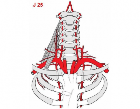 Рисунок подключичной артерии